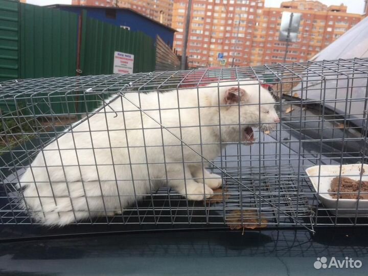 Ловушка для животных крыс,хорьков,куниц, кошек