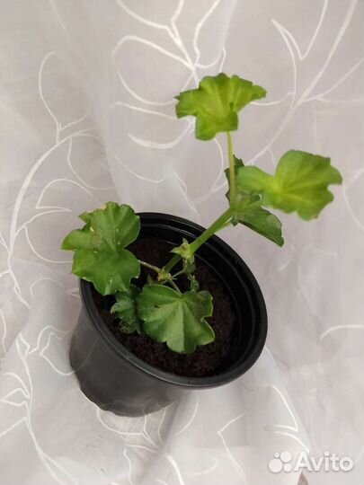 Красная герань