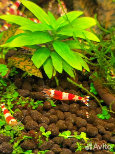 Аквариумные креветки Красный кристалл