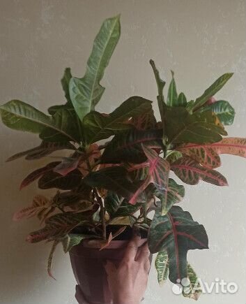 Комнатные цветы кротон
