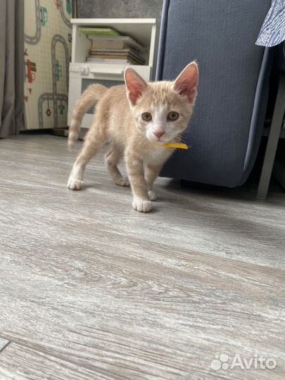 Котенок в добрые руки
