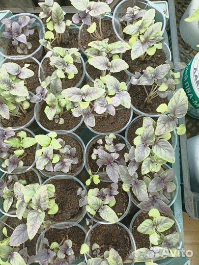 Продам рассаду