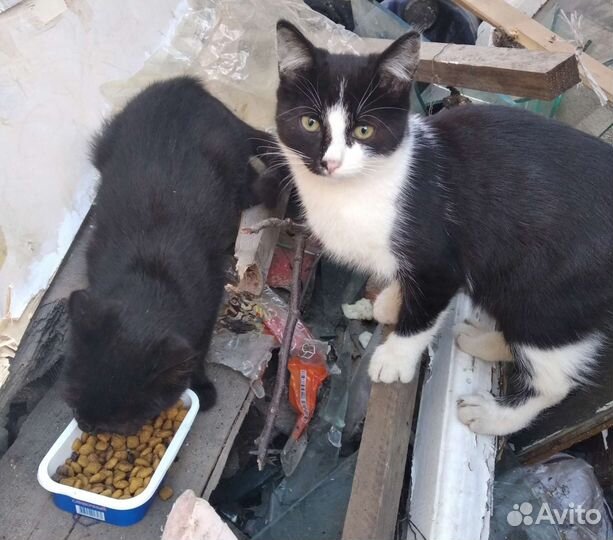 Котик бесплатно