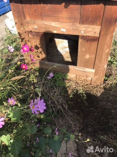 Будка для собаки