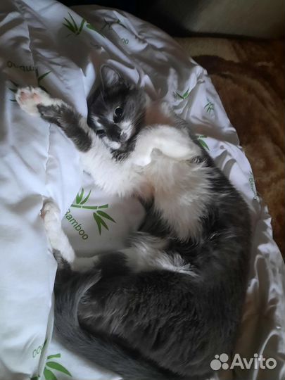 Кошка в дар бесплатно