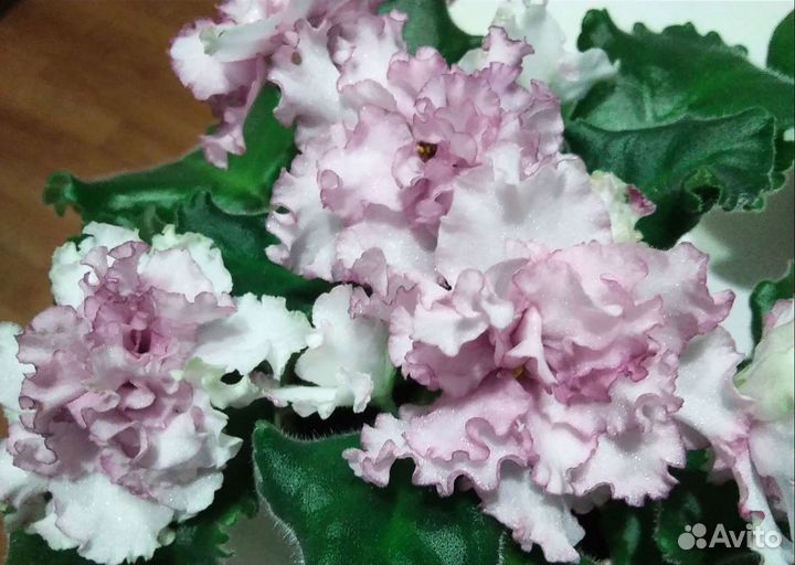 Цветы фиалки