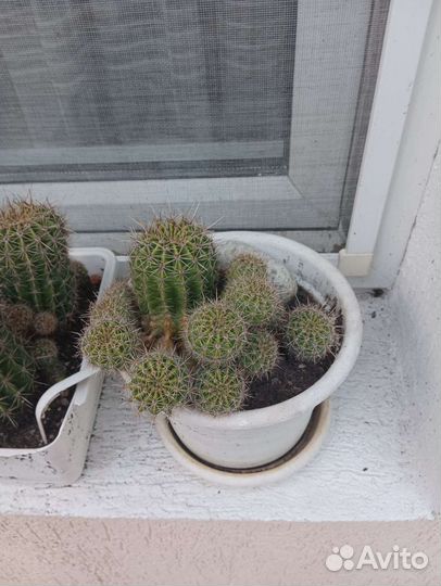 Кактус цветущий