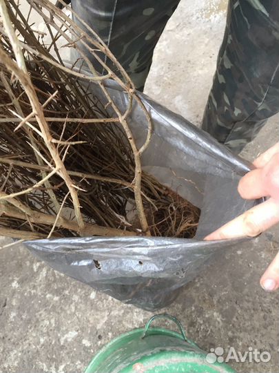 Саженцы граната