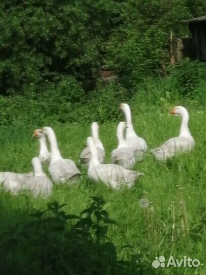 Гуси породы Линда
