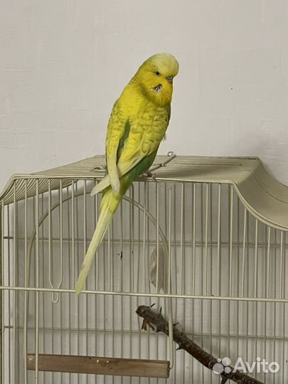 Выставочный волнистый попугай