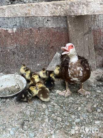 Утята индоутки