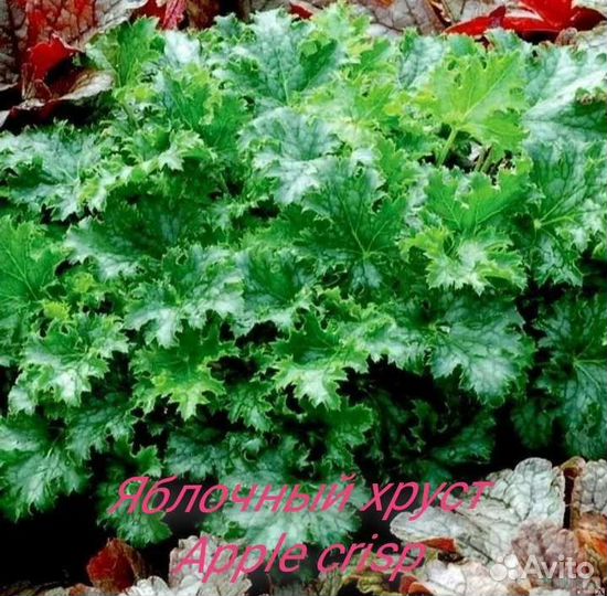 Гейхеры хосты