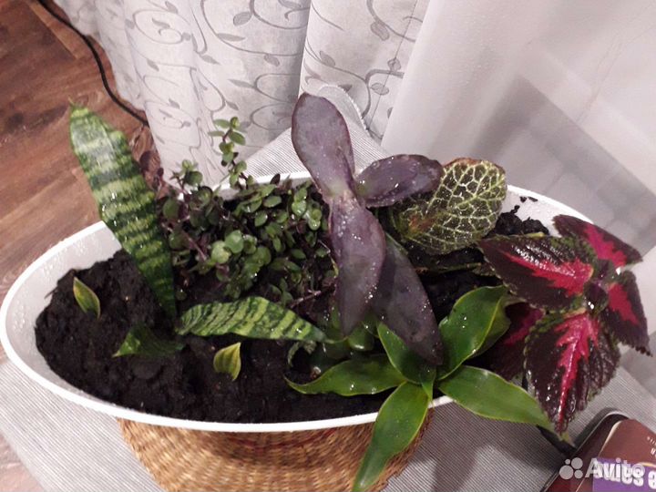 Комнатные растения