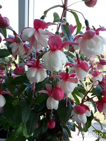 Балерина,вайт кинг,безимянка,принц оф пис