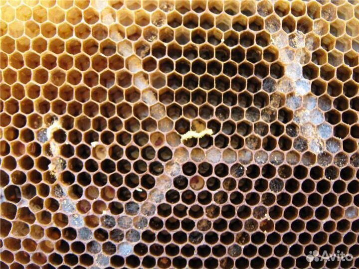 Пжвм, пжлвм, огневка, восковая моль