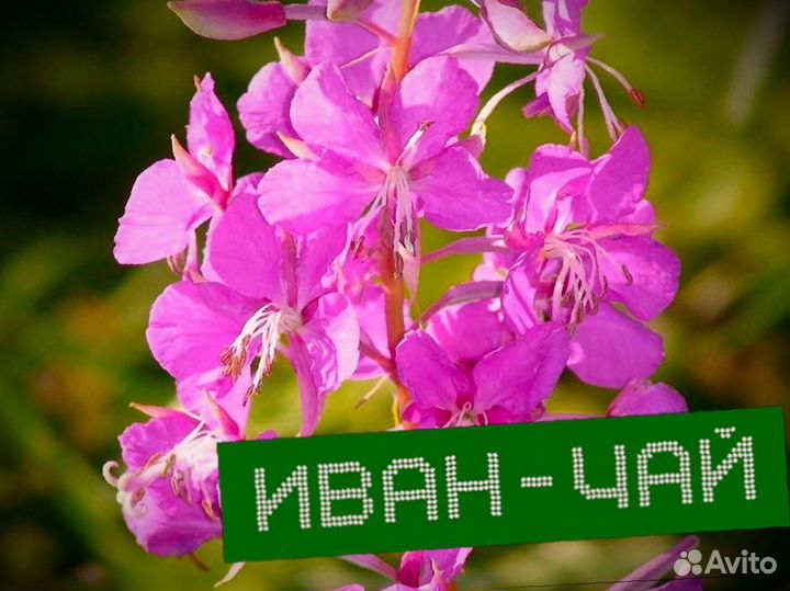 1 кг иван-чая, вкусный, кипрей, сделан летом 2023