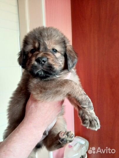 Тибетский мастиф щенки