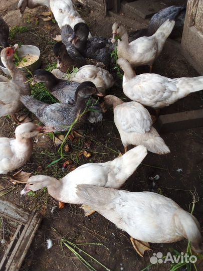 Мускусные утята, тяжелой линии, 2,5 месяца