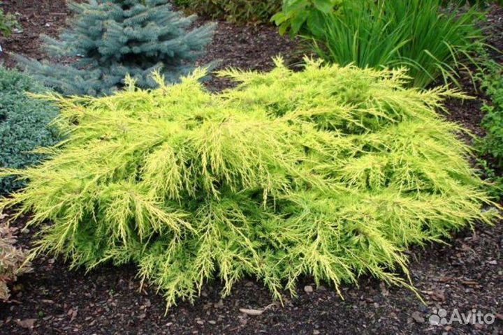 Можжевельник