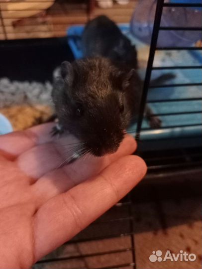 Грызуны (песчанки) с клеткой