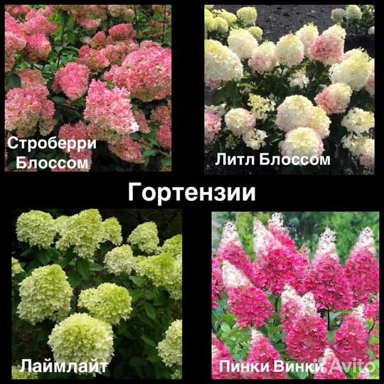 Гортензия Самарская лидия, Ванила Фрайз