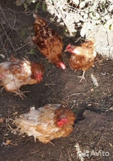 Куры несушки