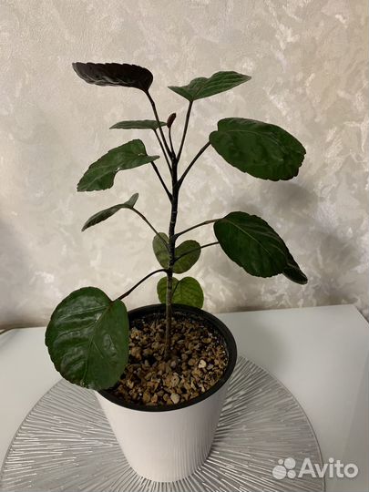 Комнатные цветы