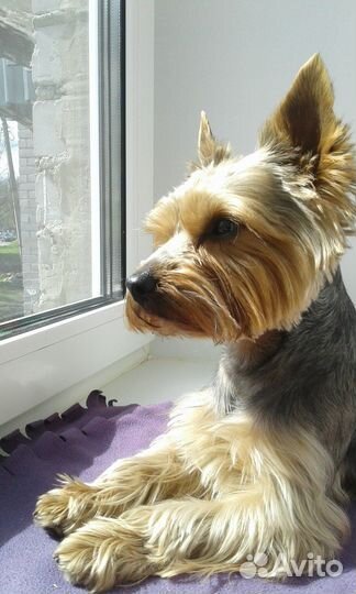 Йоркширский терьер стандарт