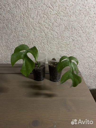 Рафидофора тетрасперма (монстера минима)