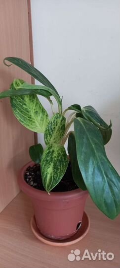 Диффенбахия