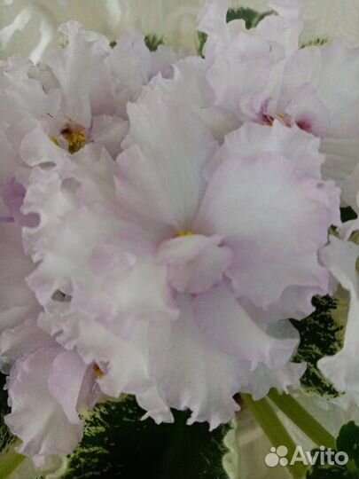 Фиалка домашняя(сенполия)