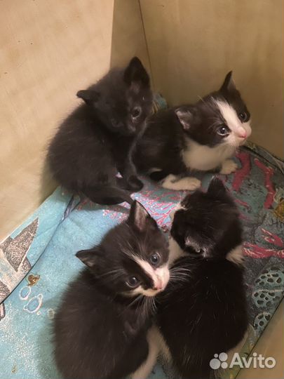 Котятки в добрые руки