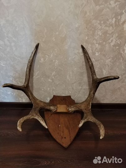 Рога оленя