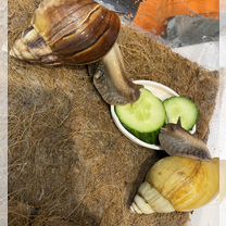 Улитки ахатины