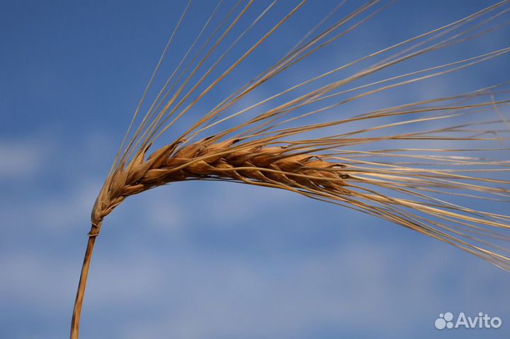 Продам ячмень, пшеницу