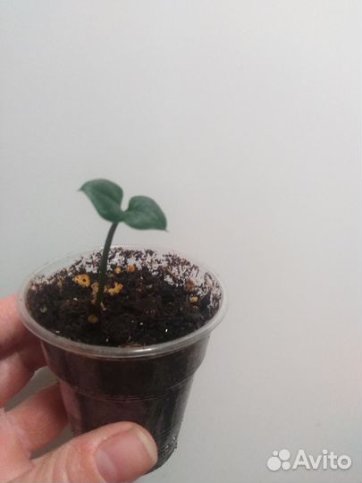 Замиокулькасы