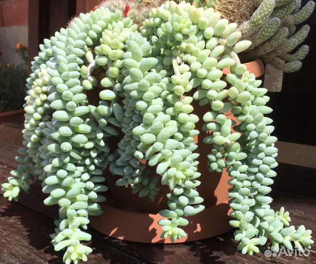 Суккуленты