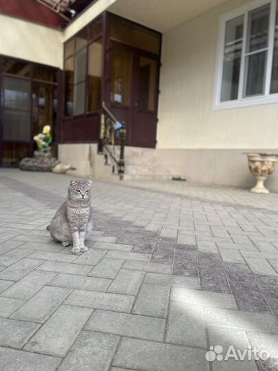 Вислоухие котята