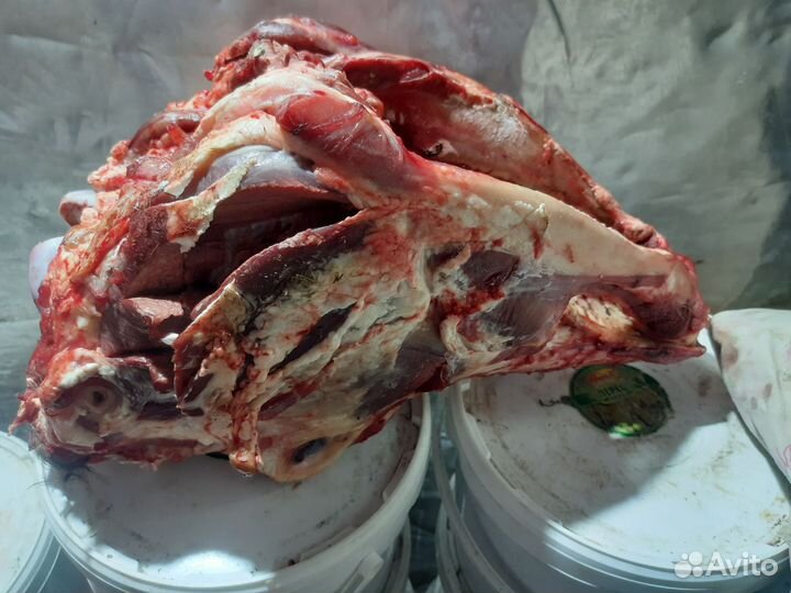 Продам головы говяжьи