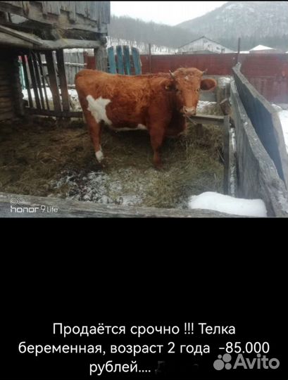 Теленок, Телочка