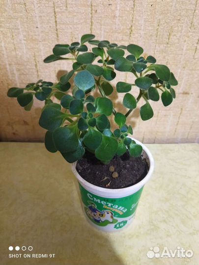 Аихризон махровый