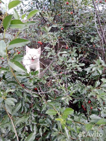 Отдам в добрые руки маленькую кошечку