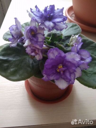 Фиалки сортовые