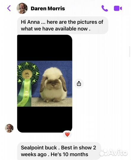 Малыш miniature lop, родители импорт Англия