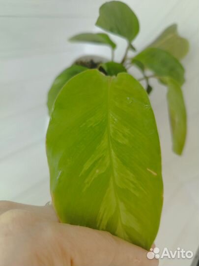 Калатея Мисти