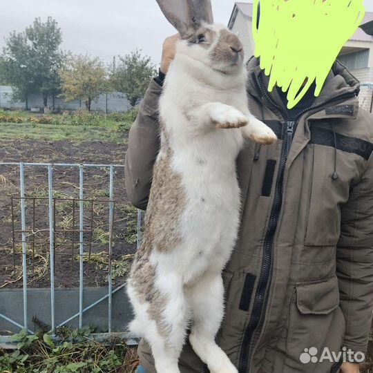 Взрослые крольчихи