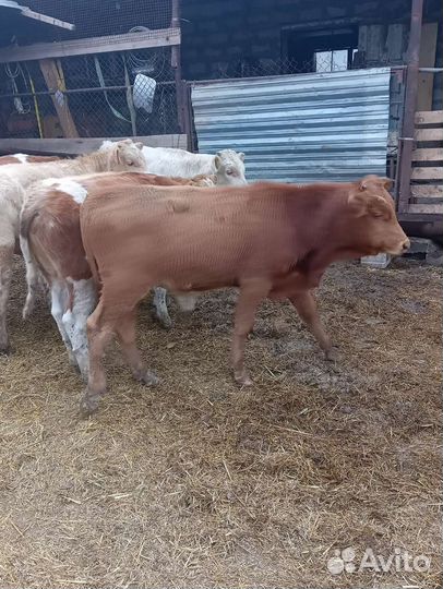 Бычки и телята