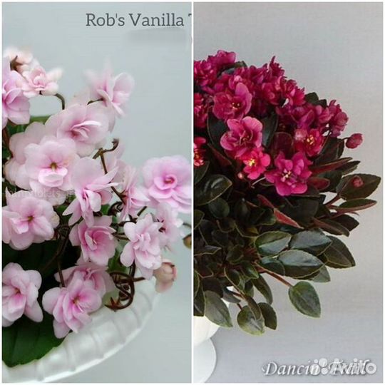 Фиалки сортовые листики с детками