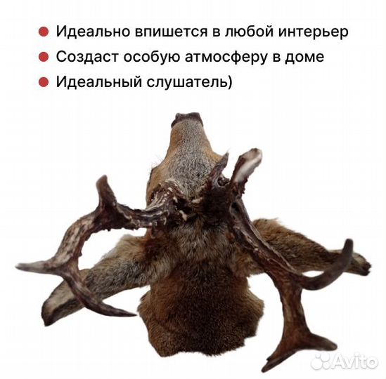 Голова косули