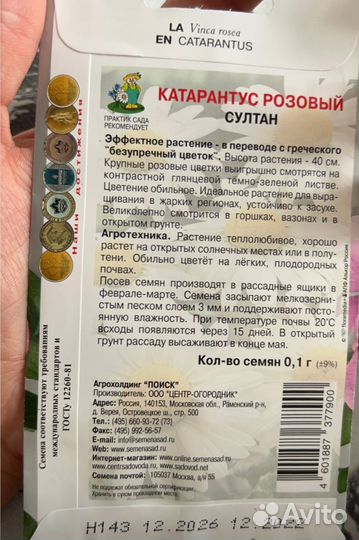 Катарантус